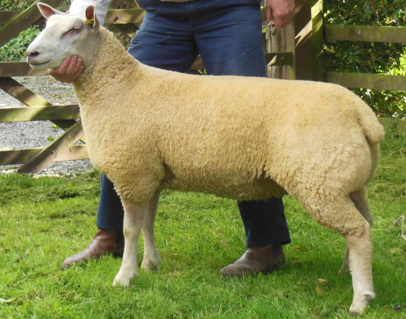 Edstaston Nicola 13TG00238 Edstaston Nicola 13TG00238